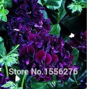 Flower Seeds, Seeds,Seeds For Planting,Plant Seeds