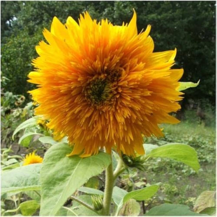 Helianthus Salicifolius Flower Seeds for Planting – Unique Ornamental Foliage and Bright Blooms