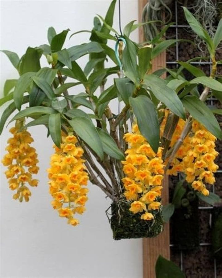 Yellow Densiflorum Flower Seeds for Planting – Heirloom Non-GMO, High Germination Organic Garden Seeds