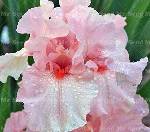 Iris Tectorum Flower Seeds – Heirloom, Non-GMO Garden Iris Seeds for Planting