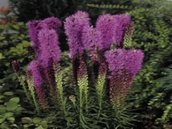 Flower Seeds, Seeds,Seeds For Planting,Plant Seeds