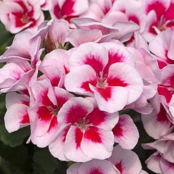 Flower Seeds, Seeds,Seeds For Planting,Plant Seeds