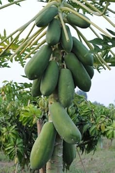 Fruit Seeds,Garden seeds, Seeds For Planting,Plant Seeds
