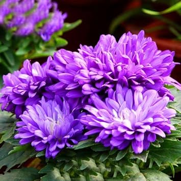 Flower Seeds, Seeds,Seeds For Planting,Plant Seeds