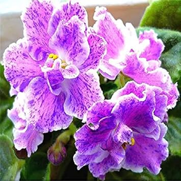 Flower Seeds, Seeds,Seeds For Planting,Plant Seeds