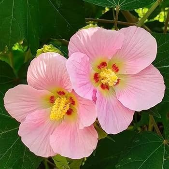 Pink Hibiscus Flower Seeds for Planting - Heirloom, Non-GMO, High Germination Organic Garden Seeds