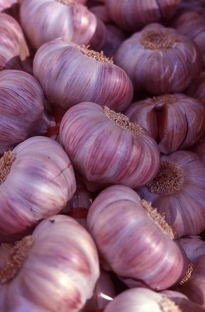 Purple Garlic Seeds for Planting – Heirloom Non‑GMO High Germination Organic Garden Seeds for Culinary Use