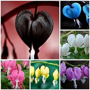 Flower Seeds, Seeds,Seeds For Planting,Plant Seeds