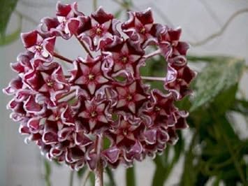 Flower Seeds, Seeds,Seeds For Planting,Plant Seeds