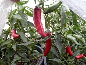 Vegetable Seeds,Garden seeds, Seeds For Planting,Plant Seeds