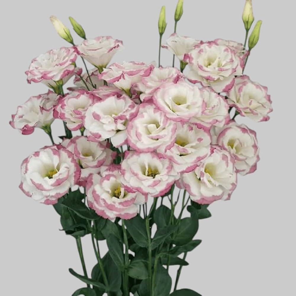 White & Red Eustoma (Lisianthus) Flower Seeds for Planting – Heirloom, Non-GMO, Pollinator Friendly, High Germination