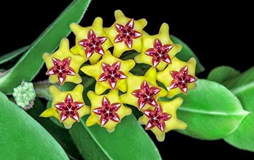 Red Yellow Hoya Flower Seeds – Heirloom, Non-GMO, High Germination Organic Garden Seeds for Planting
