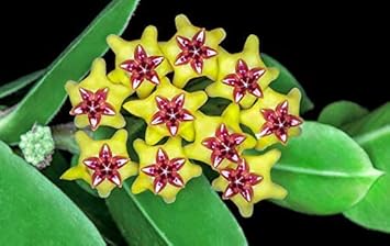 Yellow Maroon Hoya Carnosa Flower Seeds for Planting – Heirloom, Non-GMO, High Germination