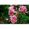 Geranium Flower Seeds for Planting Dark Pink – Seasonal Bloomer, Heirloom & Non-GMO, High Germination Organic Garden Seeds