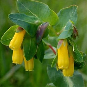 Flower Seeds, Seeds,Seeds For Planting,Plant Seeds