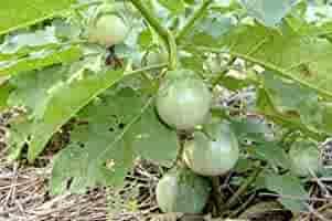 Vegetable Seeds,Garden seeds, Seeds For Planting,Plant Seeds
