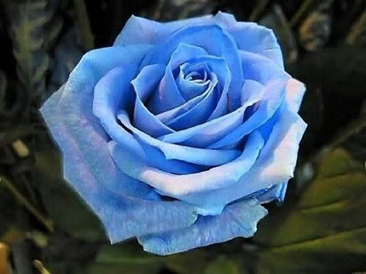 Blue Rose Flower Seeds for Planting – Heirloom, Non-GMO, High Germination Organic Garden Seeds