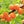 Fruit Seeds,Garden seeds, Seeds For Planting,Plant Seeds