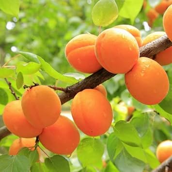 Fruit Seeds,Garden seeds, Seeds For Planting,Plant Seeds