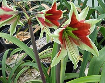 Flower Seeds, Seeds,Seeds For Planting,Plant Seeds