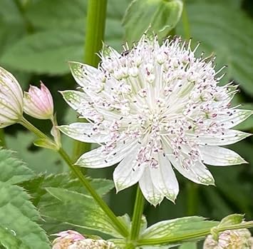 Flower Seeds, Seeds,Seeds For Planting,Plant Seeds