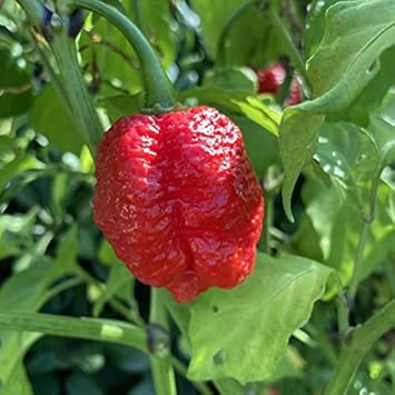 Vegetable Seeds,Garden seeds, Seeds For Planting,Plant Seeds