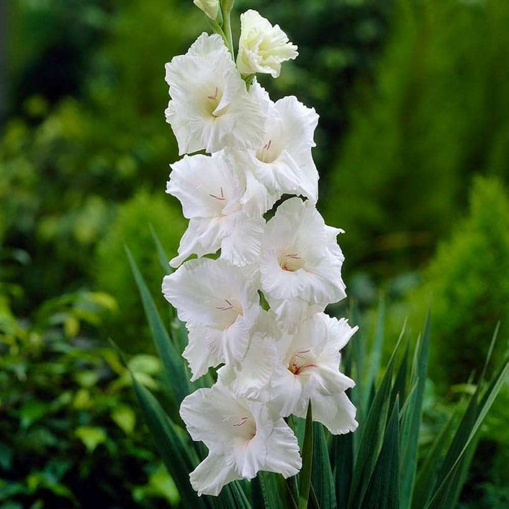 White Gladiolus Flower Seeds for Planting – Heirloom, Non-GMO, Wildflower Mix, High Germination
