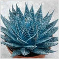 Blue Maguey Aloe Flower Seeds for Planting – Easy to Grow Heirloom Non-GMO Seeds