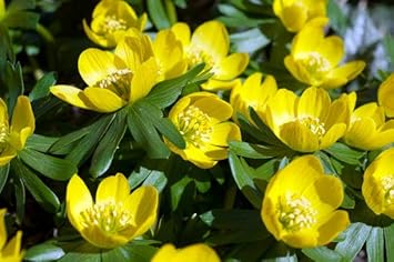 Fresh Winterling Flower Seeds for Planting – Heirloom, Non-GMO, High Germination Organic Garden Seeds