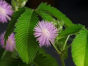 Flower Seeds, Seeds,Seeds For Planting,Plant Seeds