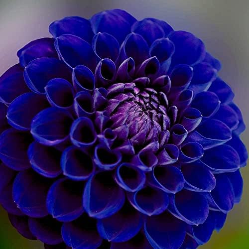 Dark Blue Dahlia Flower Seeds for Planting – Heirloom, Non-GMO, High Germination Organic Garden Seeds