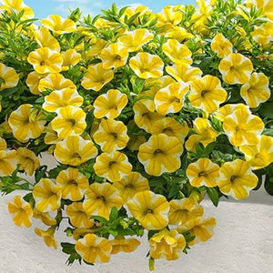 Flower Seeds, Seeds,Seeds For Planting,Plant Seeds