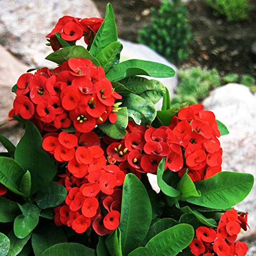 Ash Red Succulent Flower Seeds – Heirloom, Non-GMO, High Germination Organic Garden Seeds for Planting