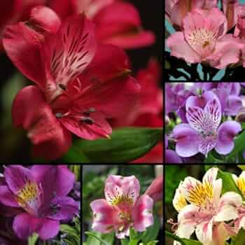 Alstroemeria Flower Seeds for Planting – Wildflower Mix, Heirloom, Non-GMO, High Germination Organic Garden Seeds for Home Garden
