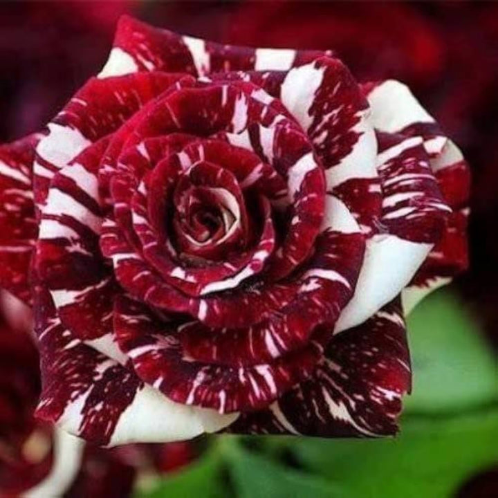 White Maroon Rose Flower Seeds for Planting – Colorful Display, Heirloom, Non-GMO, High Germination Organic Garden Seeds