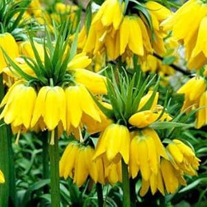Flower Seeds, Seeds,Seeds For Planting,Plant Seeds
