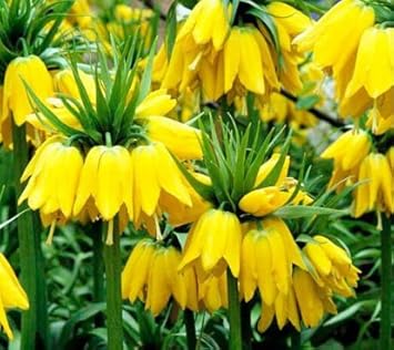 Flower Seeds, Seeds,Seeds For Planting,Plant Seeds
