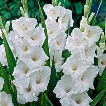 Flower Seeds, Seeds,Seeds For Planting,Plant Seeds