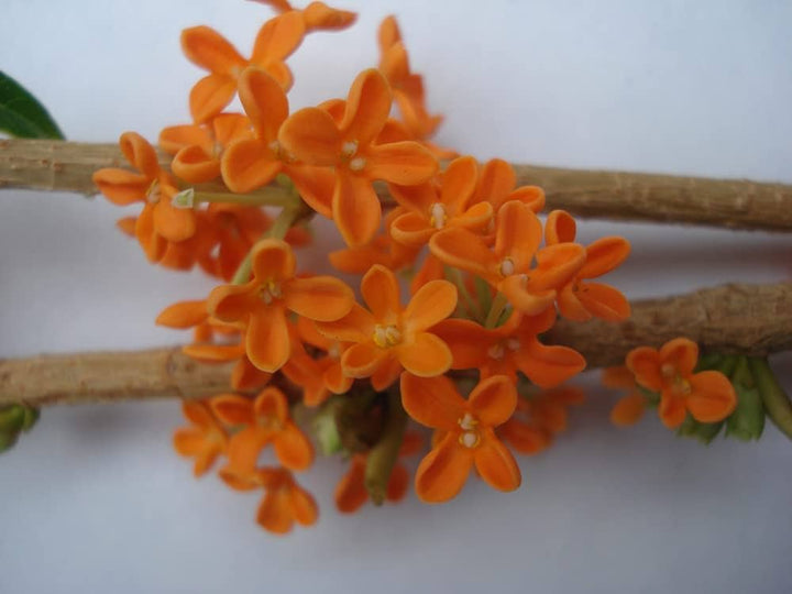 Orange Osmanthus Flower Seeds for Planting – Heirloom, Non-GMO, Low Maintenance, High Germination