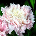 Light Pink Caryophyllus Flower Seeds for Planting – Bright Blooms, Heirloom, Non-GMO, High Germination Organic Garden Seeds