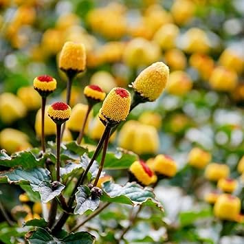 Vegetable Seeds,Garden seeds, Seeds For Planting,Plant Seeds