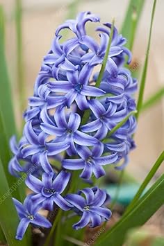 Flower Seeds, Seeds,Seeds For Planting,Plant Seeds