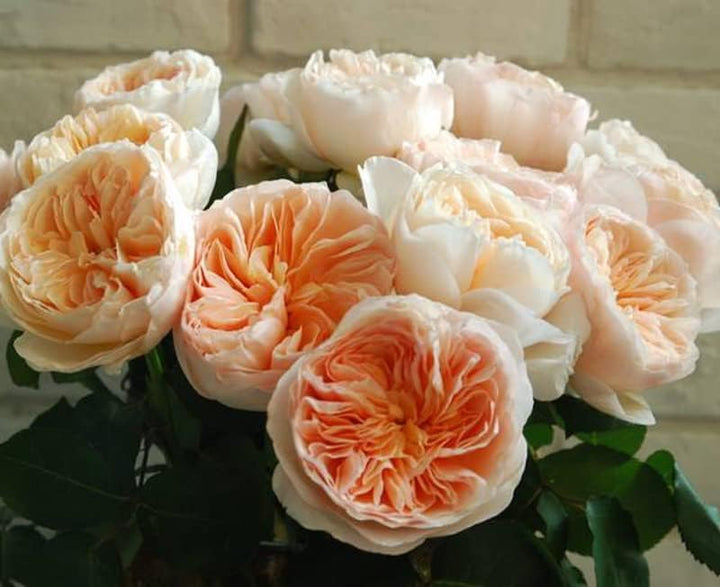 Climbing Rose Flower Seeds for Planting Cream 100 pcs - Premium Quality, Heirloom & GMO Free Seeds for Home Garden