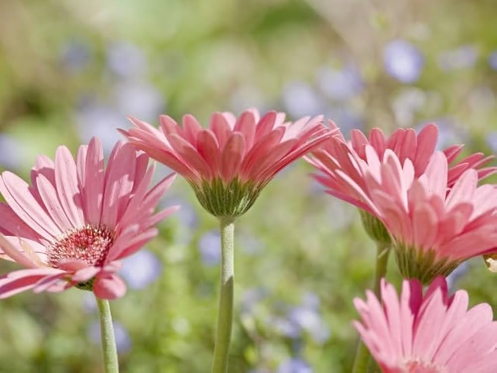 Pink Jamesonii Gerbera Daisy Flower Seeds for Planting – Vibrant Perennial Blooms
