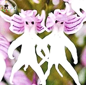 Flower Seeds, Seeds,Seeds For Planting,Plant Seeds