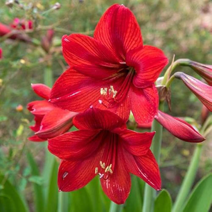 Red Amaryllis Flower Seeds for Planting – Heirloom, Non-GMO, High Germination Organic Garden Seeds