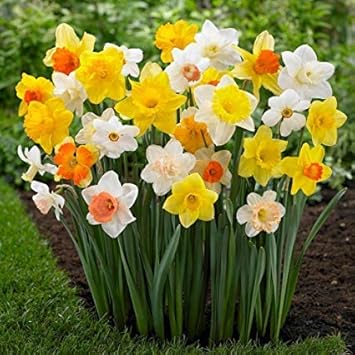 Flower Seeds, Seeds,Seeds For Planting,Plant Seeds