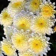 Flower Seeds, Seeds,Seeds For Planting,Plant Seeds