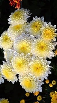 Flower Seeds, Seeds,Seeds For Planting,Plant Seeds