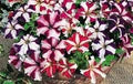 Mixed Pelleted Petunia Flower Seeds for Planting – Heirloom, Non-GMO, High Germination Garden Seeds